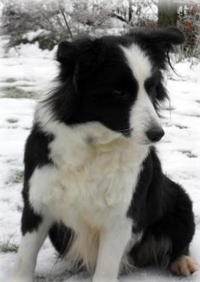 Border Collie